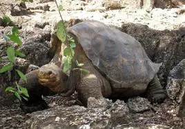 Capturan una tortuga mordedora «muy agresiva» en un parque de Toledo
