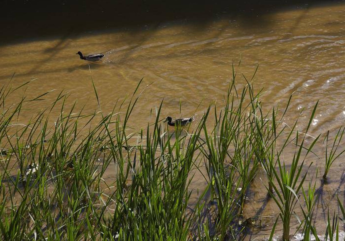 Patos azulones que viven ahora en el renaturalizado río Manzanares a su paso por la ciudad, en una imagen reciente