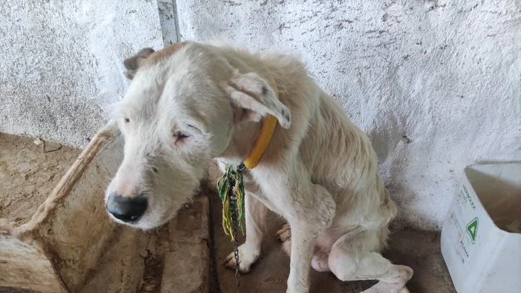 Encuentran deshidratados y a punto de morir a 32 perros de una rehala en un cortijo de Granada
