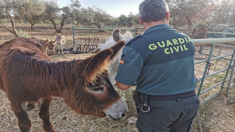 Los burritos bomberos de Doñana no podrán hacer cortafuegos este año tras el robo de su material