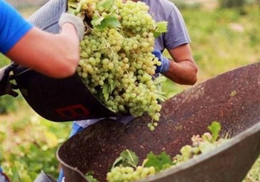 Asaja pide reconocer la helada como origen de la reducción de cosecha que tendrán los viñedos