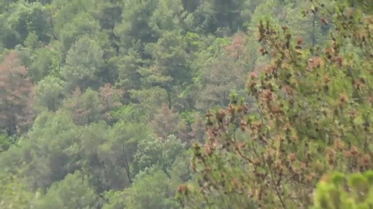 La sequía amenaza a los bosques y a árboles como los pinos