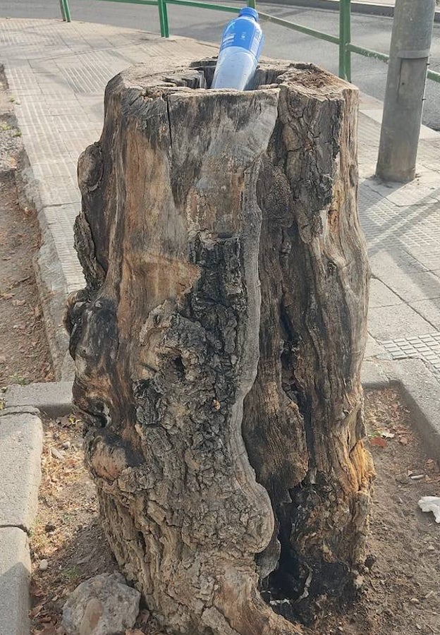 Tocón en la zona de Puerta Nueva en Córdoba