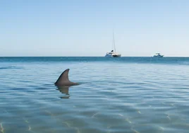 ¿Qué hacer si te encuentras un tiburón en la playa?