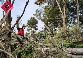 Un reventón térmico con vientos de 102 kilómetros por hora arranca árboles de 25 metros en Alicante