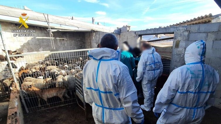 Cae una red criminal de sacrificio clandestino de animales para la venta de carne ilegal en España