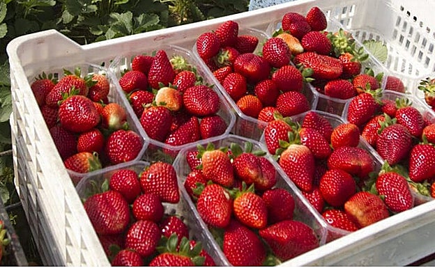 Recolección de fresa