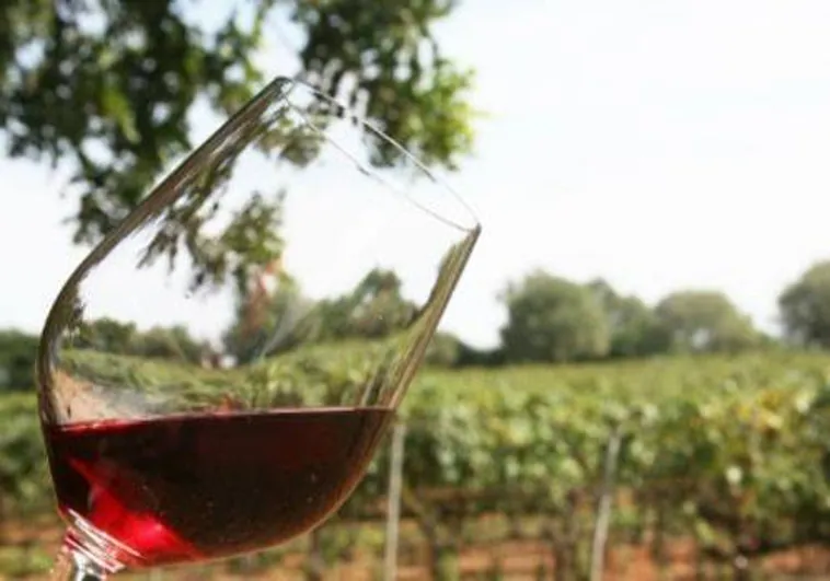 Los vinos de 'Manchuela' ocupan zonas de las provincias de Cuenca y Albacete