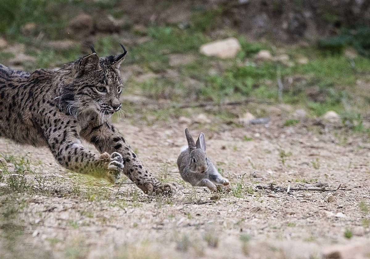 'El Castañar' fue la primera finca de Castilla-La Mancha en reintroducir el lince ibérico
