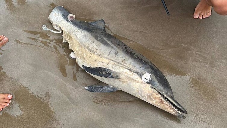 Encuentran un delfín mutilado en una playa de Valencia