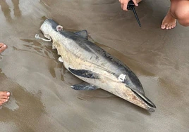 Encuentran un delfín mutilado en una playa de Valencia