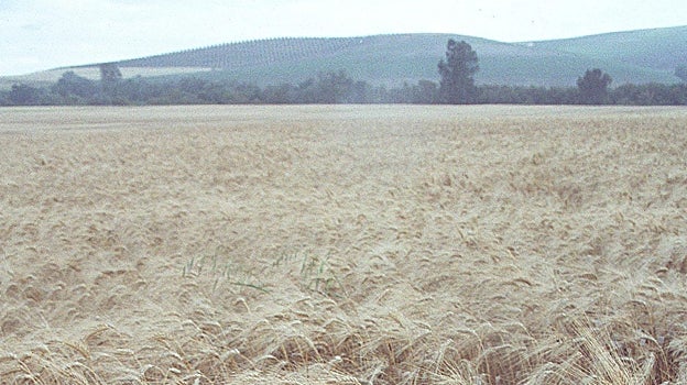 Trigal en la provincia de Córdoba