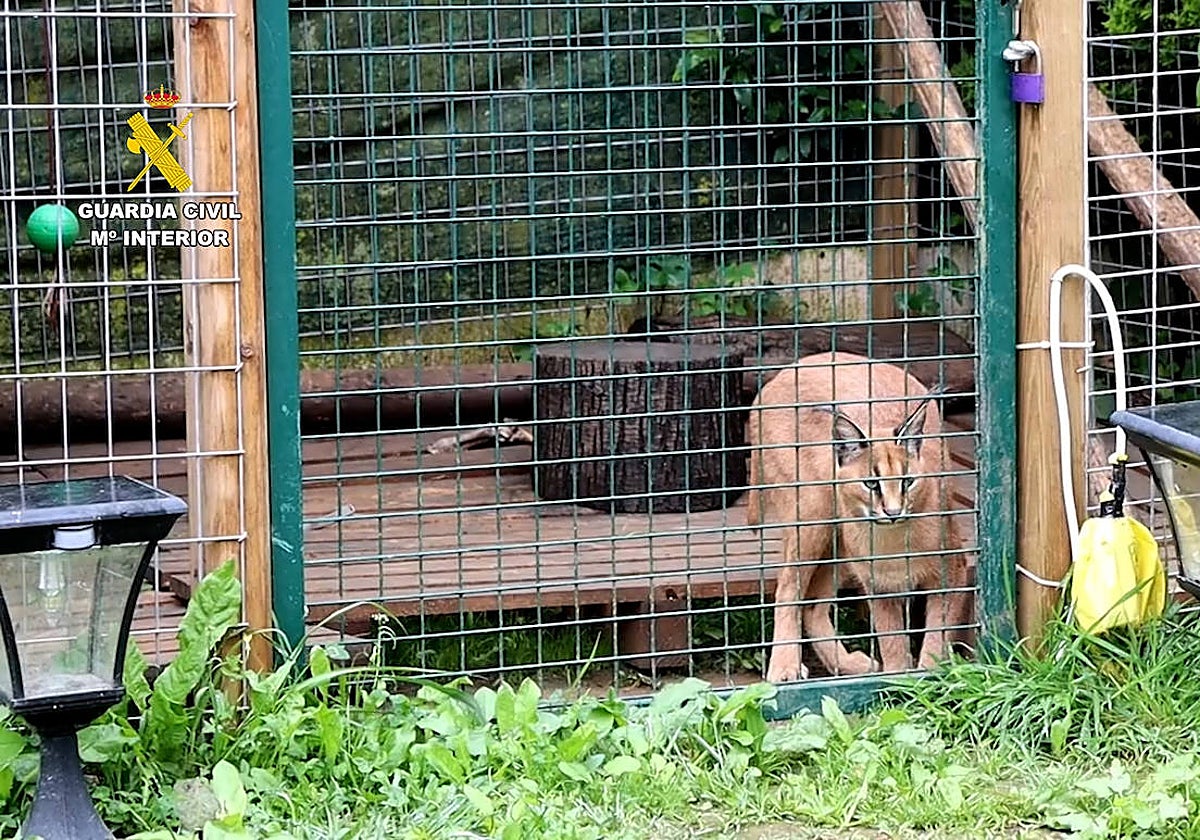 Los felinos enjaulados en una vivienda en Cantabria