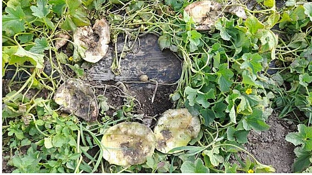 Imagen de un campo de melones arrasado por los jabalíes en Castellón