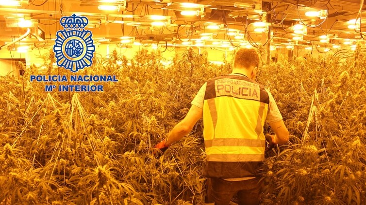 El fuerte olor lleva a la Policía Nacional a desmantelar dos cultivos con más de 3.000 plantas de marihuana en Valencia