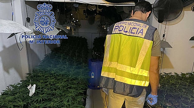 Imagen de la Policía Nacional en la plantación del Xenillet