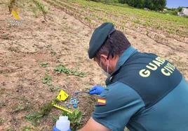 La Guardia Civil detiene a un anciano por infestar de raticida dos campos agrícolas en Valencia