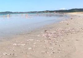 Miles de navajas muertas cubren la playa de O Grove