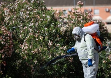 Salud advierte del aumento de mosquitos transmisores del Virus del Nilo en Andalucía