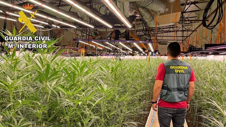 Dos detenidos y más de 6.000 plantas de marihuana comisadas en una nave de Recas