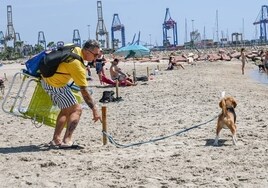 Playa para perros en Valencia: ubicación, horario y hasta qué día está abierta