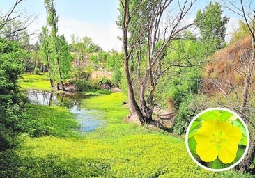 La flor «okupa» del medio ambiente madrileño: el reto de exterminar al as de la supervivencia