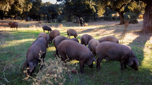 Cerdos en la dehesa del Norte de Córdoba