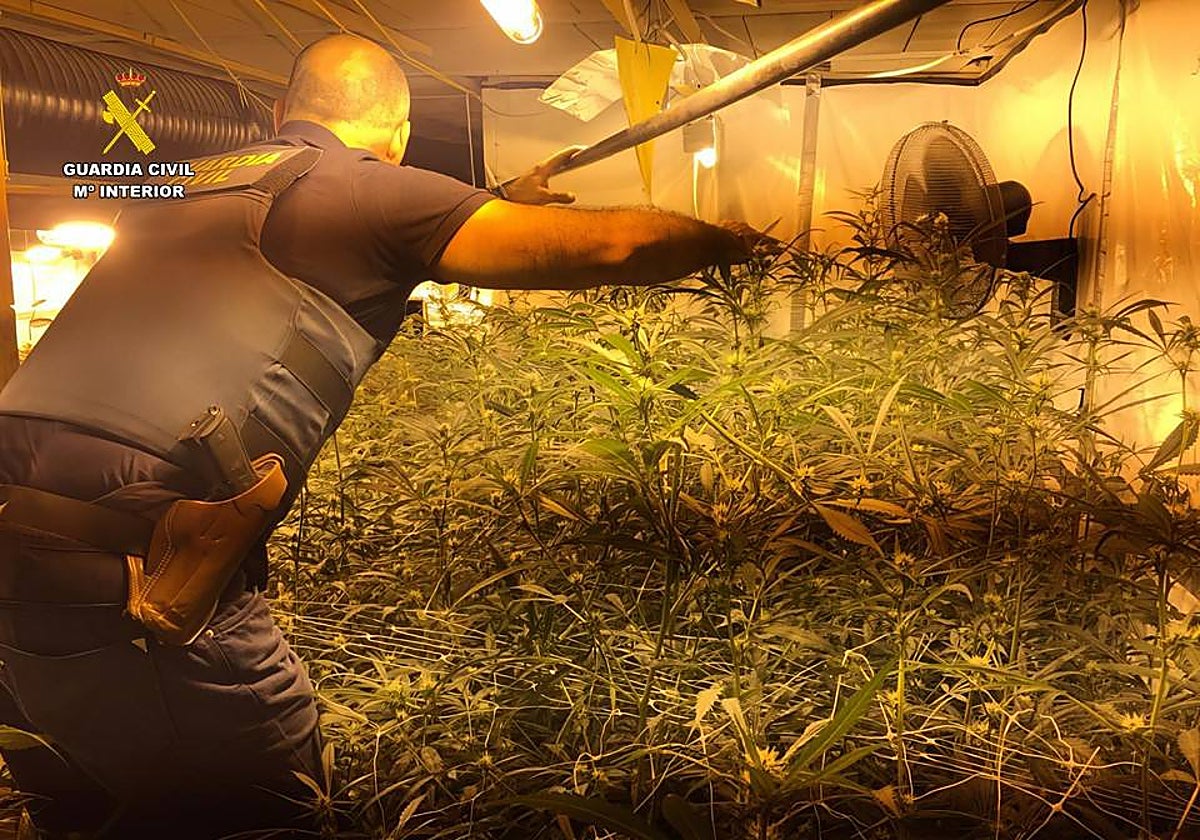 Imagen de la plantación de marihuana en el chalé de lujo de Calpe intervenida por la Guardia Civil