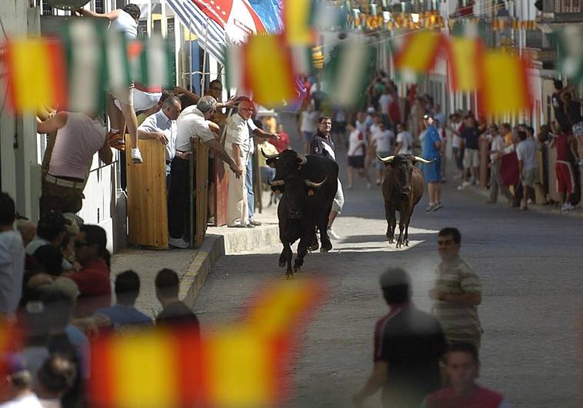 Vaquillas en los encierros de El Viso