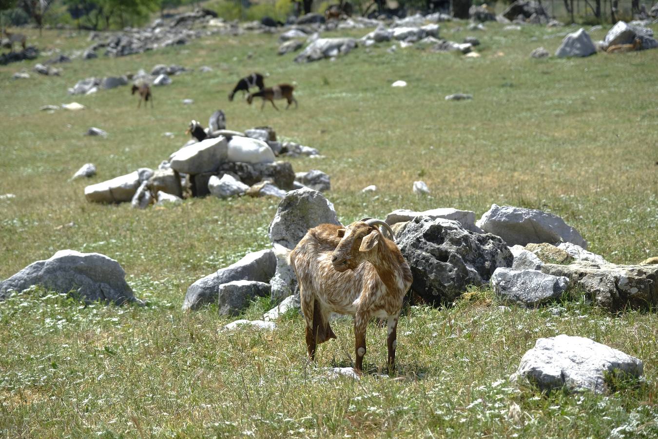 Grazalema, uno de los municipios de España con más precipitaciones