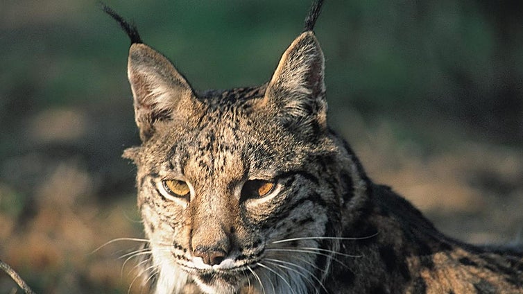 Mueren atropellados dos linces en la Sierra Mágina de Jaén