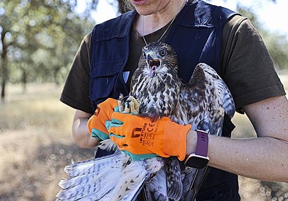 Un águila ratonera antes de ser puesta en libertad en el CRAS de Tres Cantos