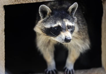 Animales exóticos, de la moda a la plaga: «Es sorprendente lo que la gente tiene en casa»