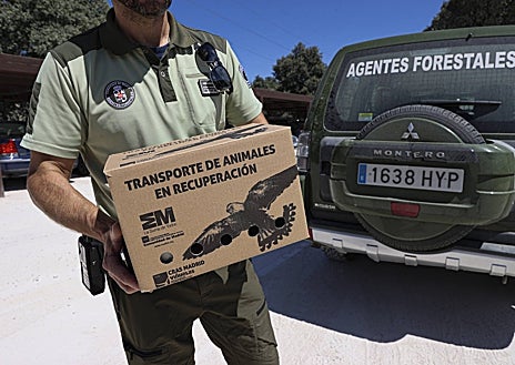 Imagen secundaria 1 - Arriba, algunos de los trabajadores del centro; abajo, un agente forestal transporta un animal y un vencejo 