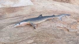 Hallan una cría de tiburón muerta en una playa de Ferrol