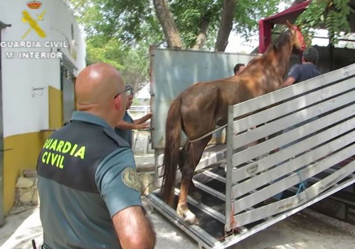 Detenido el dueño de una hípica en El Álamo por abandono animal al tener un  caballo muerto y una decena de ellos desnutridos