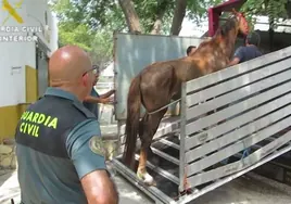 Detenido el dueño de una hípica en El Álamo por abandono animal al tener un caballo muerto y una decena de ellos desnutridos