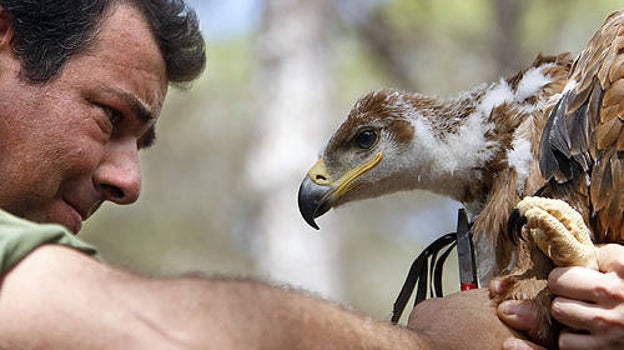 El biólogo sevillano Miguel Ferrer con un águila