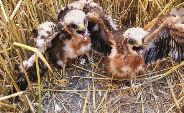 Pollos de aguilucho cenizo en un campo de cereal