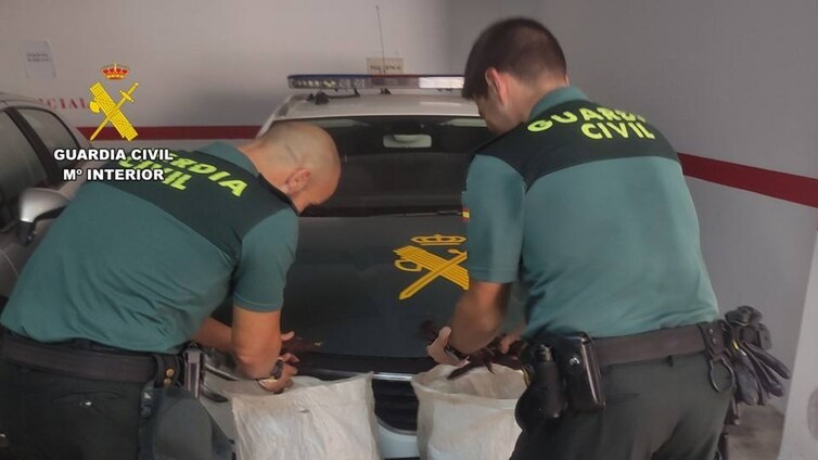 Cae una banda criminal dedicada al robo de algarrobas en Alicante