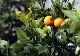 Aceite, naranja, melón  y sandía lideran la subida de precios en el campo de Córdoba