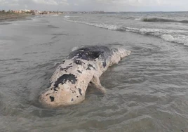 Aparece el cadáver de un cachalote en una playa de San Pedro del Pinatar en Murcia