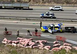 Decenas de cerdos invaden la AP-7 a la altura de Santa Perpètua (Barcelona) tras un accidente