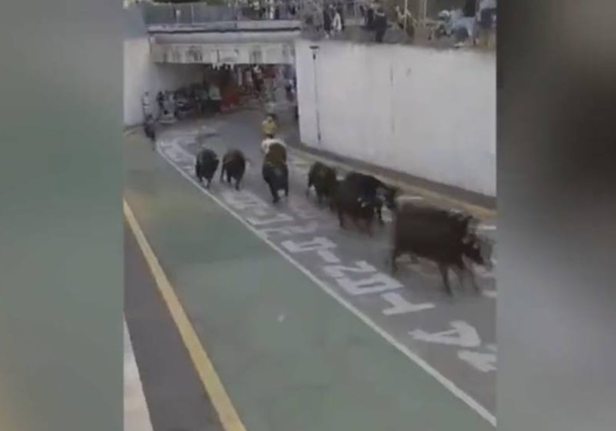 Imagen de los toros corriendo por las calles de Gata de Gorgos