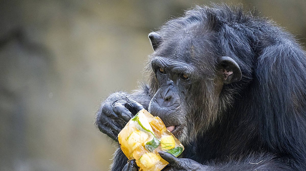 Imagen de un chimpancé comiéndose un helado en Bioparc Valencia
