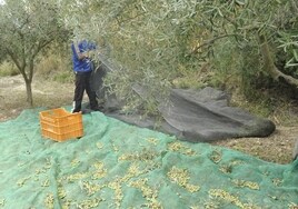 El precio del aceite de oliva se disparará aún más en 2024 y el Gobierno incentiva su cultivo masivo en Marruecos