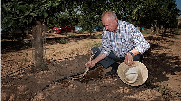El presidente de AVA-Asaja, Cristóbal Aguado, muestra los daños en las raíces de uno de los árboles.