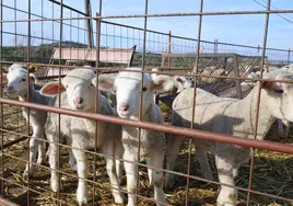 Castilla-La Mancha confirma que el próximo martes se levantarán las restricciones de  la viruela ovina