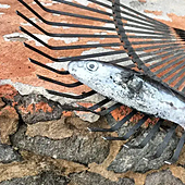 Varamiento masivo de peces globo en Canarias desconcierta a los científicos