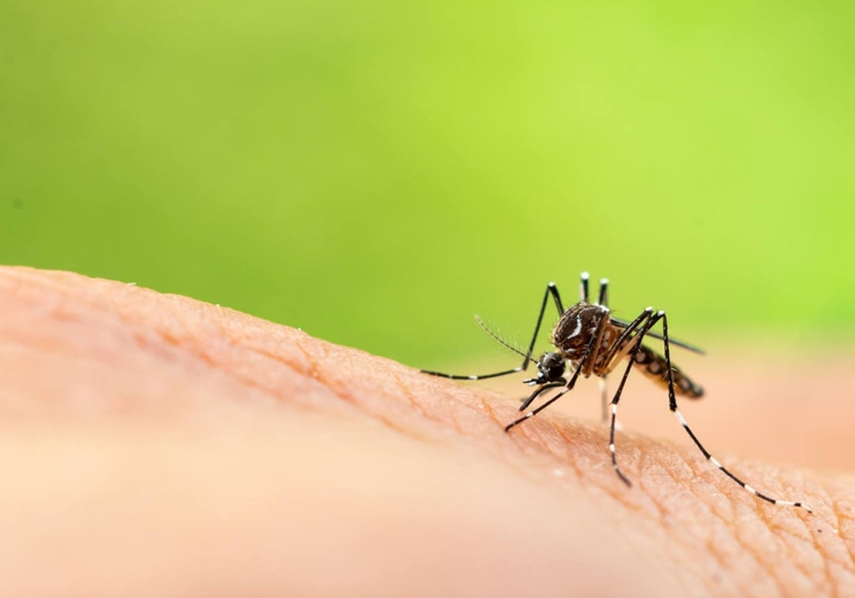 El mosquito 'Aedes aegypti' se deja ver por el sur de Europa